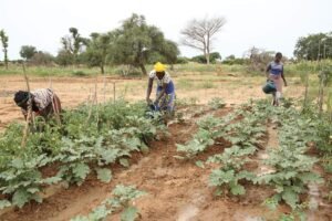 8a_Maraichage-écologique-en-2019-tomates-et-aubergine-scaled