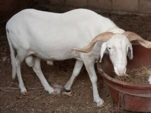 WhatsApp-Image-2021-05-09-at-19.56.50